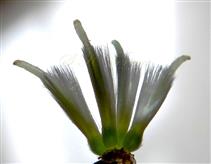 Pistils